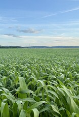 NEU! Semhof Bio GrünhirseQUICK