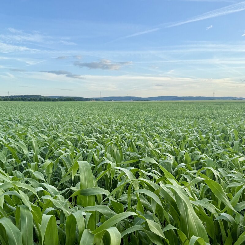 NEU! Semhof Bio GrünhirseQUICK