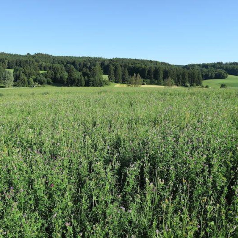 NEU! Semhof Bio LuzerneQUICK Topline zuckerarm