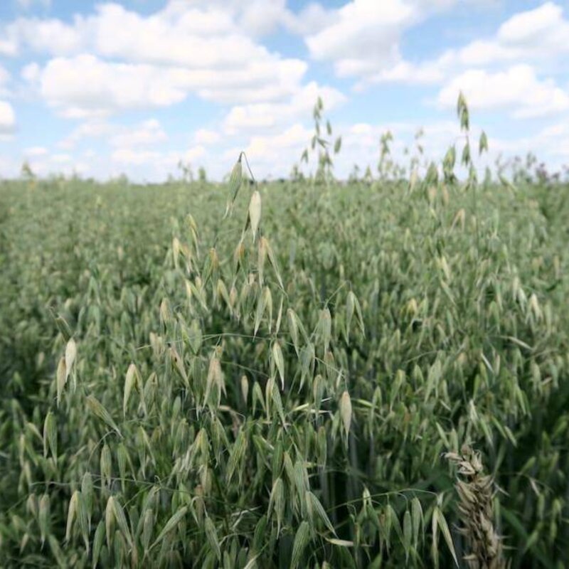 NEU! Semhof Bio GrünhaferQUICK Light