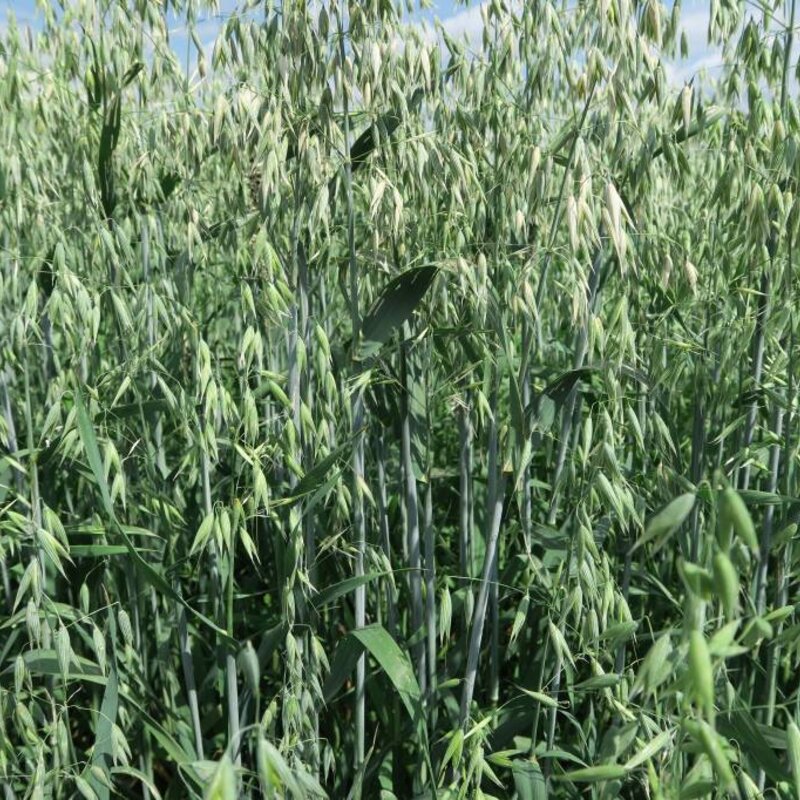 NEU! Semhof Bio GrünhaferQUICK Light