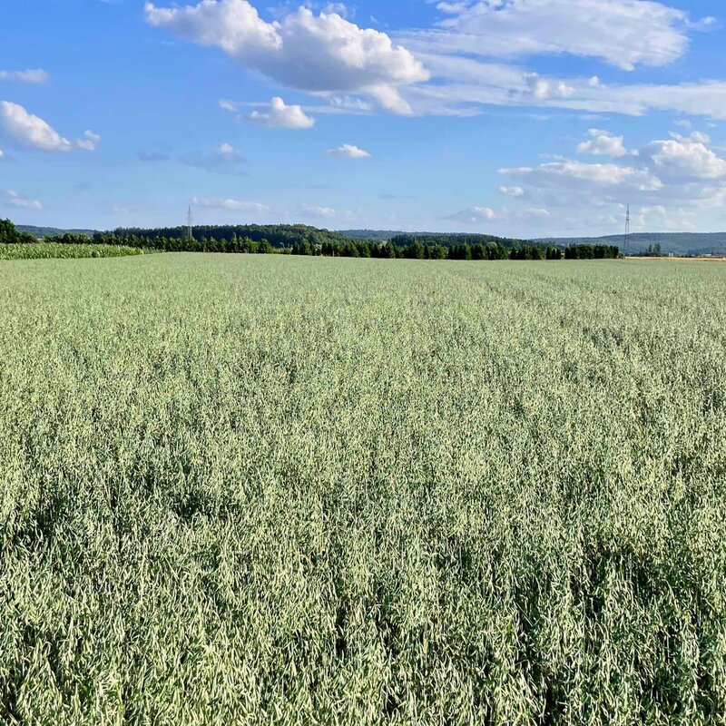 NEU! Semhof Bio GrünhaferQUICK Light