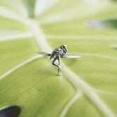 At Aloha Flamingo Ring