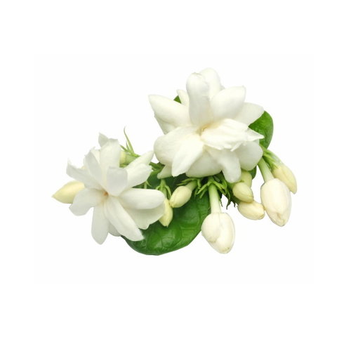 Paraffin Jasmine