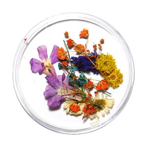 Droogbloemen Mix 3D Bouquet of Color DB-009