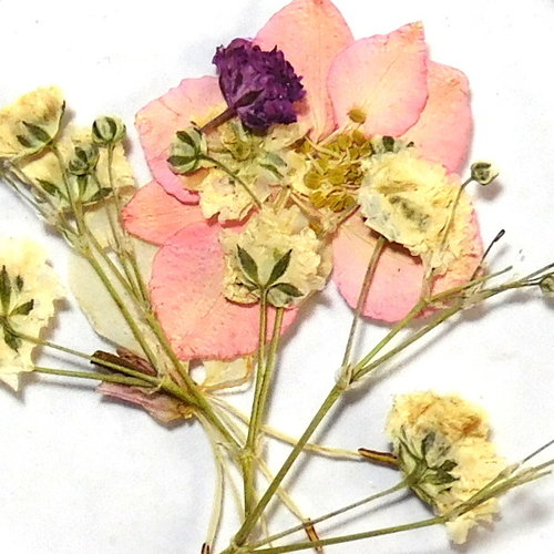 Dried Flowers Mix 3D Pretty In Pastel