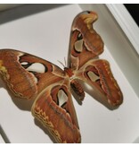 Atlas Mot - Attacus Atlas