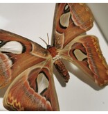 Atlas Mot - Attacus Atlas