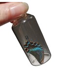Taxidermie Vlinder - Vleugel Flesje L