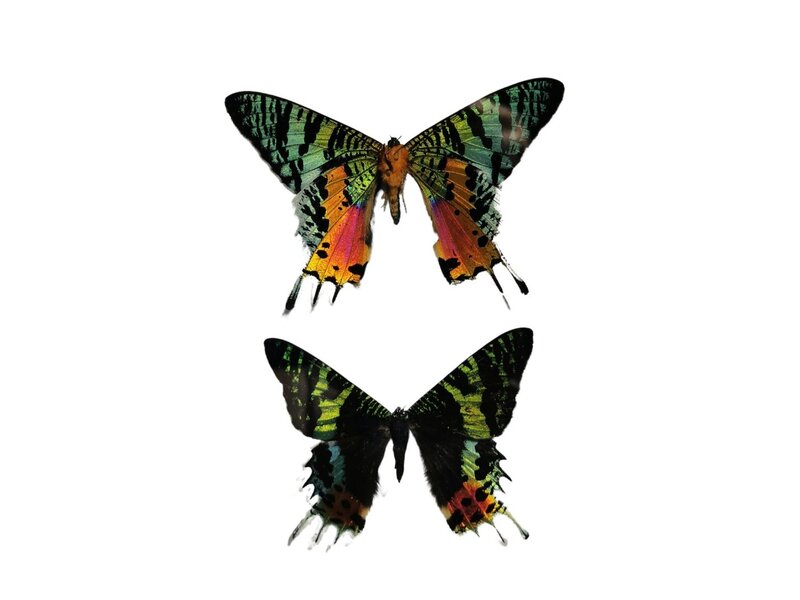 Taxidermie Vlinder #4 - Urania Ripheus - 2 in lijst