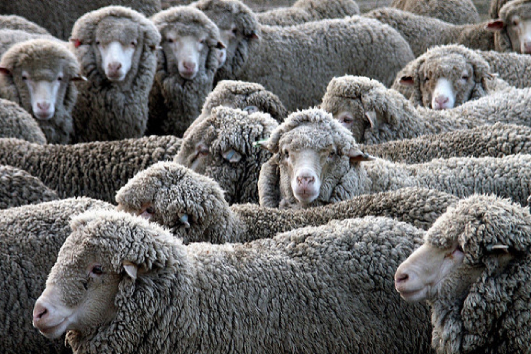 Dierenwelzijn bij onze wolmerken