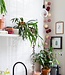 Cotton Ball Lights Regular lichtslinger roze - Rosegarden