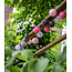 Cotton Ball Lights buiten feestverlichting roze - 20 ballen - Roza
