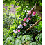 COTTON BALL LIGHTS Inspiration | Garden | Outdoor Cottonball String Light Rosa 2