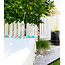 COTTON BALL LIGHTS Inspiration | Garten | Outdoor Cottonball String Light Mix&Match Aqua Turquesa