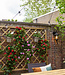Cotton Ball Lights Inspiration | Garten | Outdoor Regular Patio 7