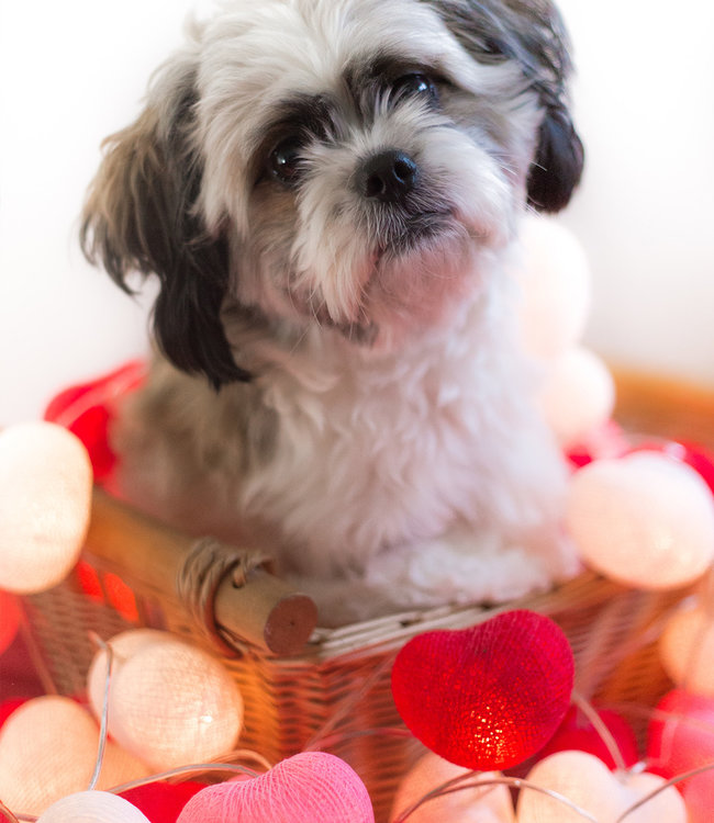 Inspiration | Party | Hearts String Light Valentine