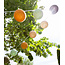 Outdoor String Light - Jungla