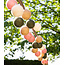 Outdoor Lichterkette - Jardín