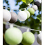 Outdoor String Light - Verde