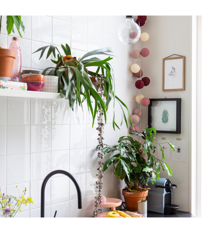 Regular Light String - Rosegarden