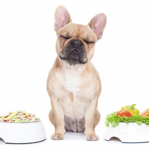 Ernährungsberatung für Hunde DOG IS AWESOME®