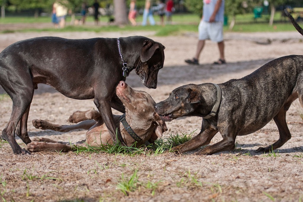 Hundepark