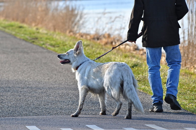 So Verhindern Sie Dass Ihr Hund Aus Dem Gelande Zu Hause