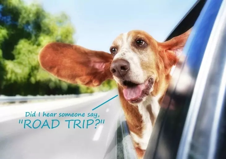 Hund Roadtrip