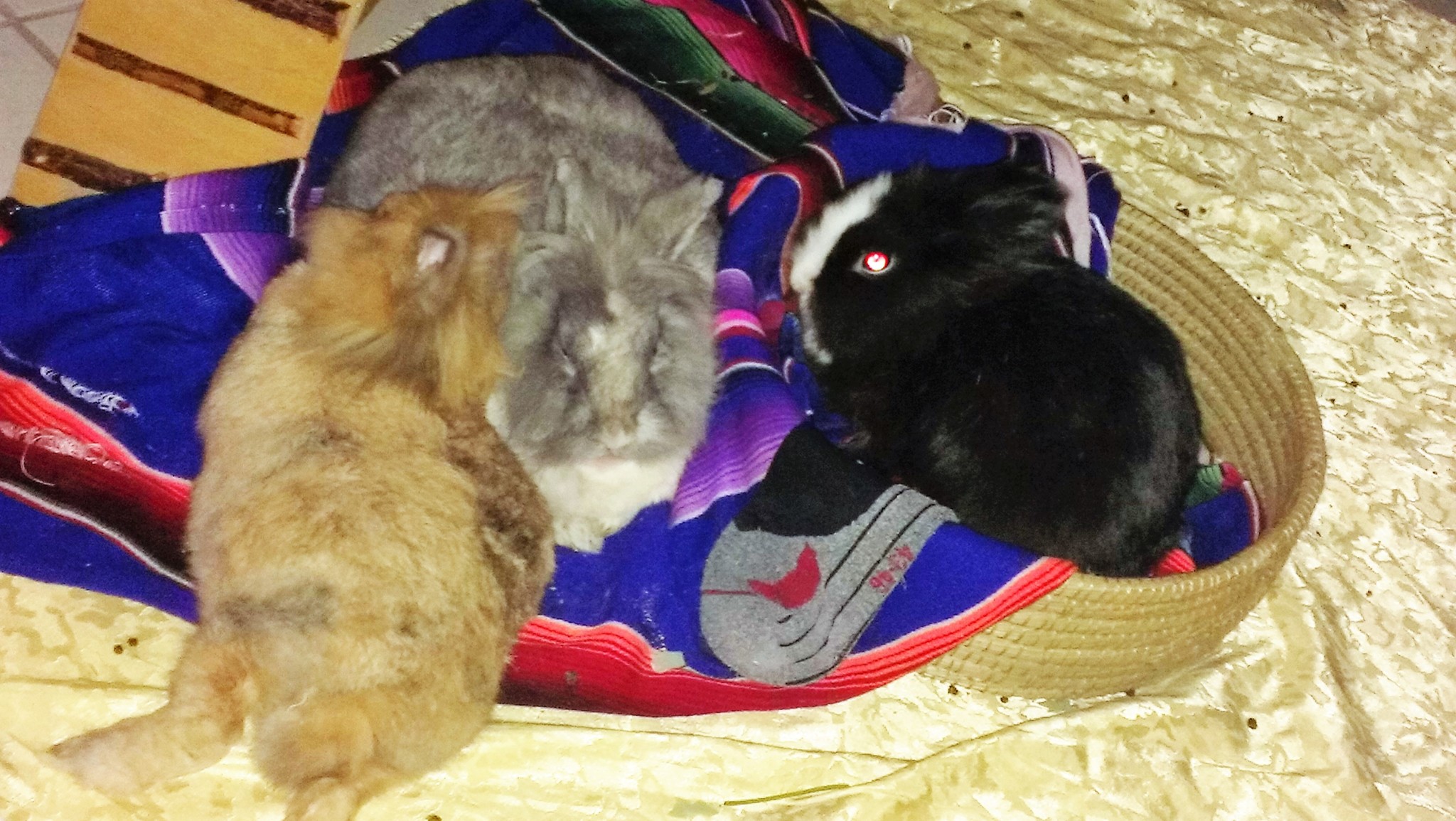 Bunnys