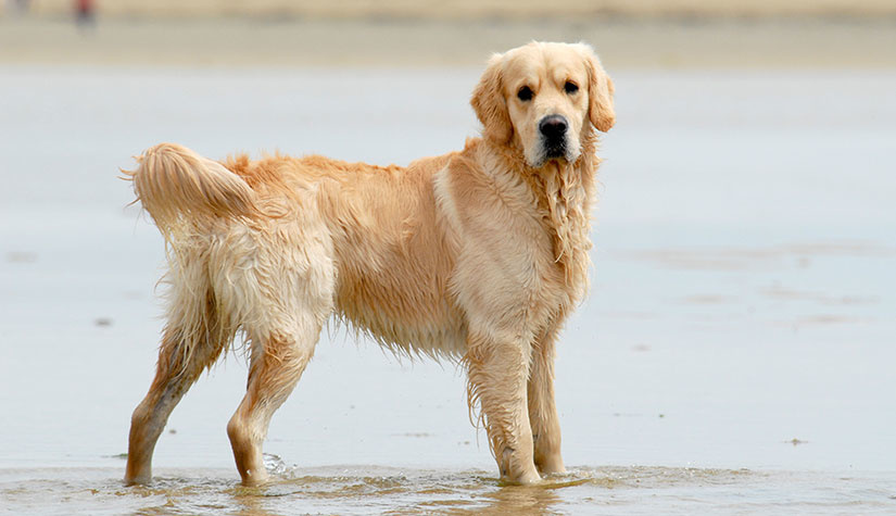 Golden Retriever