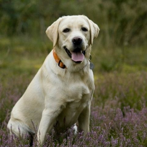 labrador-retriever