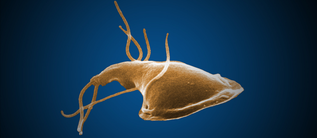 giardia reinfection