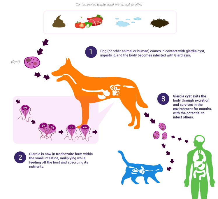 how does giardia spread in cats