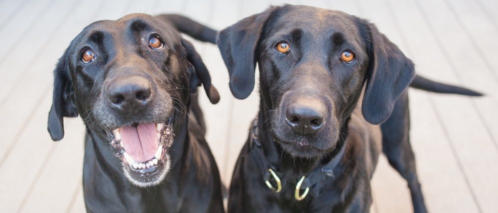 sich mit seinem hund verbinden dog is awesome