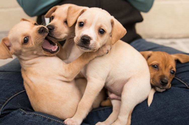 Puppy Kindergarten