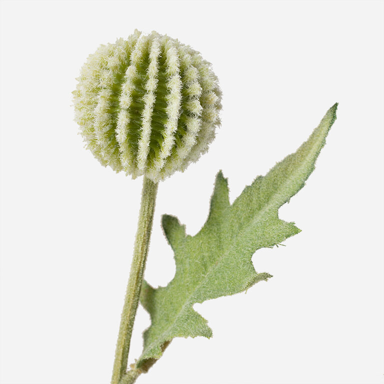Kunststeel Distel met groenwitte bloemen en groene bladeren is een kunststeel met een natuurgetrouwe uitstraling en een lengte van 79 cm.