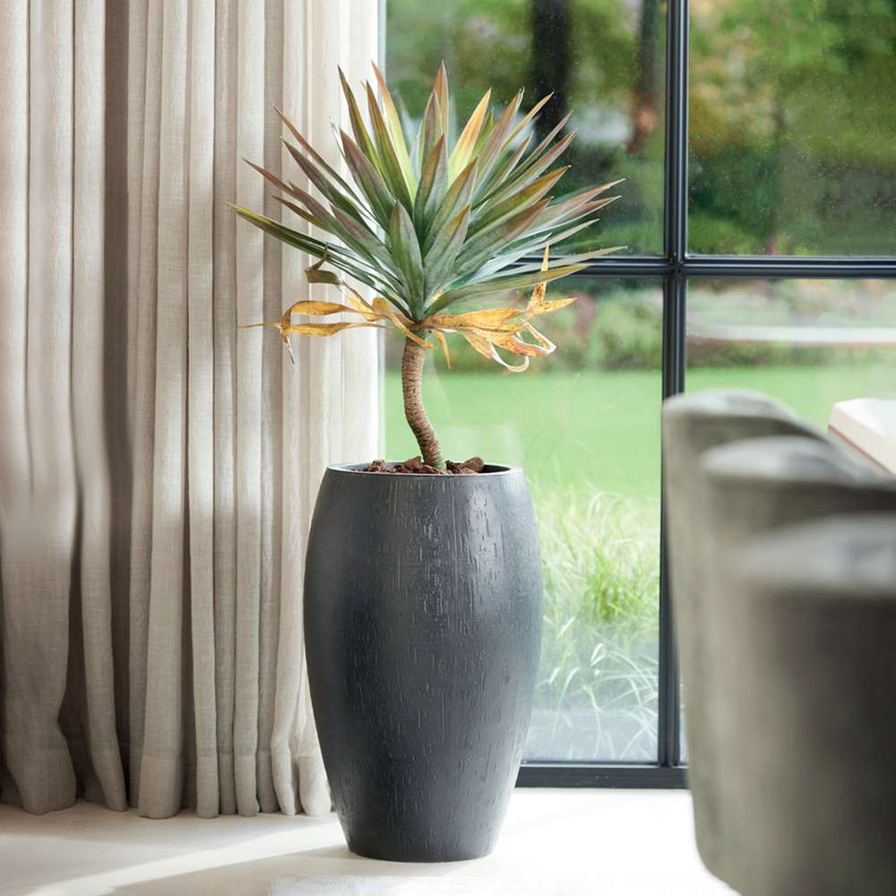 Yucca