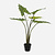 FloraWorks Kunstplant Alocasia Frydek (80 cm)