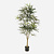 FloraWorks Kunstplant Schefflera Elegantissima (145 cm)