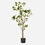 FloraWorks Kunstplant Theeplant (120 cm)