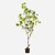 FloraWorks Kunstplant Theeplant (185 cm)