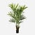 FloraWorks Kunstplant Kentia Palm vol (172 cm)