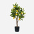 FloraWorks Kunstplant Citroenboom (72 cm)