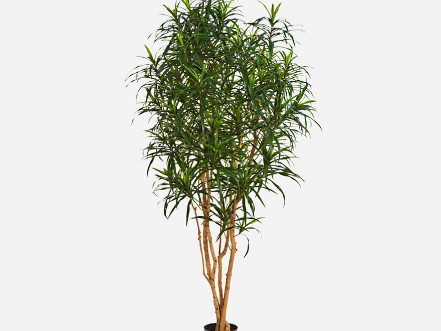 Keeplush Levensechte kunstmatige Dracaena-boom 15,8 cm - nepboom met zwarte hoge plantenbak - nepvloerplant voor binnen met realistische stam en bladeren voor thuis, kantoor, woonkamerdecoratie