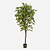 FloraWorks Kunstplant Ficus (200 cm)