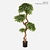 FloraWorks Kunstplant Podocarpus (160 cm)