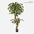 FloraWorks Kunstplant Ficus Exotica (210 cm)