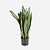 FloraWorks Kunstplant Sanseveria (80 cm)