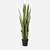FloraWorks Kunstplant Sanseveria (150 cm)